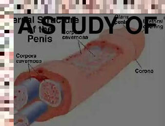 A study of the human penis